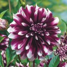 25 Concentrate Dahlia Perennial Flowers Seeds Flowering seeds Bloom Fresh Seeds Fast Shipping