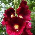25 Burgundy Red Hollyhock Seeds Perennial Flower Flowers Seed Fresh Seeds Fast Shipping