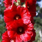 25 Bright Red Hollyhock Seeds Perennial Flower Seed Flowers Fresh Seeds Fast Shipping