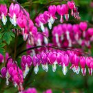 25 Bright Pink Purple Bleeding Heart Seeds Flowers Seed Flower Fresh Seeds Fast Shipping