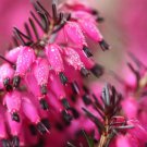 25 Bright Pink Bleeding Heart Seeds Dicentra Spectabilis Shade Flower Garden Fresh Seeds Fast Shippi