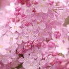 25 Blush Lilac Seeds Tree Fragrant Flowers Perennial Seed Flower Fresh Seeds Fast Shipping