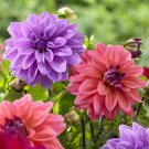 25 Blue Bell Dahlia Seeds Flower Perennial Flowers Seed Flowering Fresh Seeds Fast Shipping