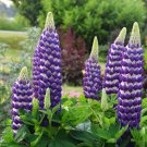 25 Blacksmith Lupine Seeds Flower Perennial Hardy Flowers Seed Fresh Seeds Fast Shipping