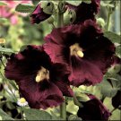 25 Black Knight Hollyhock Seeds Perennial Flower Seed Flowers Fresh Seeds Fast Shipping