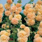 25 Apricot Hollyhock Seeds Perennial Flower Seed Flowers Bloom Seed Fresh Seeds Fast Shipping