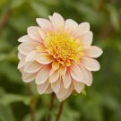 25 Anemone Polka Dahlia Seeds Flower Perennial Flowers Seeds Flowering Fresh Seeds Fast Shipping