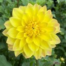 25 American Sun Dahlia Seeds Flower Perennial Flowers Seeds Flowering Fresh Seeds Fast Shipping