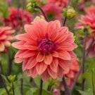 25 American Dawn Dahlia Seeds Flower Perennial Flowers Seeds Flowering Fresh Seeds Fast Shipping