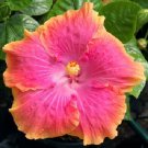 20 Yellow Pink Hibiscus Seeds Flowers Flower Seed Perennial Bloo Fresh Seeds Fast Shipping