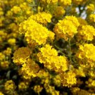 20 Sunset Yellow Cape Myrtle Seeds Tree Flower Perennial Flowers Seed Fresh Seeds Fast Shipping