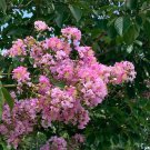 20 Splash of Pink Cape Myrtle Seeds Tree Flower Perennial Flower Seed Fresh Seeds Fast Shipping