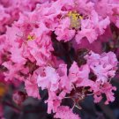 20 Shell Pink Cape Myrtle Seeds Tree Flower Perennial Flower Seed Fresh Seeds Fast Shipping