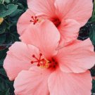 20 Salmon Pink Hibiscus Seeds Flowers Flower Seed Perennial Bloom Fresh Seeds Fast Shipping