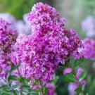 20 Royal Velvet Cape Myrtle Seeds Tree Flower Perennial Flower Seed Fresh Seeds Fast Shipping