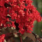 20 Red Cape Myrtle Seeds Tree Flower Perennial Flower Seed bloom Fresh Seeds Fast Shipping