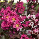20 Pink Fusion Cape Myrtle Seeds Tree Flower Perennial Flowers Seed Fresh Seeds Fast Shipping