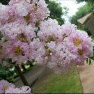 20 Pale Pink Cape Myrtle Seeds Tree Flower Perennial Flower Seed Fresh Seeds Fast Shipping