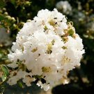 20 Natchez Cape Myrtle Seeds Tree Flower Perennial Flowers Seed Fresh Seeds Fast Shipping