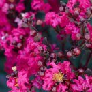 20 Magenta Cape Myrtle Seeds Tree Flower Perennial Flowers Seed Fresh Seeds Fast Shipping