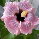 20 Light Pink Hibiscus Seeds Flowers Flower Seed Perennial Bloom Fresh Seeds Fast Shipping