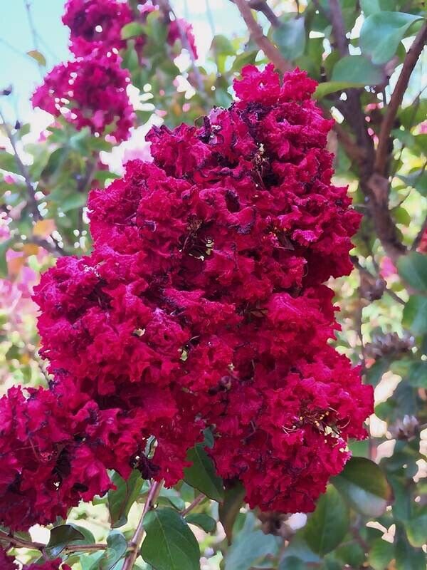 20 Dynamite Cape Myrtle Seeds Tree Flower Perennial Flowers Seed Fresh Seeds Fast Shipping