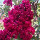 20 Dynamite Cape Myrtle Seeds Tree Flower Perennial Flowers Seed Fresh Seeds Fast Shipping