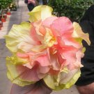 20 Double Pink Orange Hibiscus Seeds Flowers Flower Seed Perennial Bloom Fresh Seeds Fast Shipping