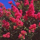 20 Dallas Red Cape Myrtle Seeds Tree Flower Perennial Flower Seed Fresh Seeds Fast Shipping