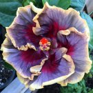 20 Cream Purple Pink Hibiscus Seeds Flowers Flower Seed Perennial Bloom Fresh Seeds Fast Shipping
