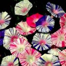 20 Carnival Mix Morning Glory Seeds Annual Flower Flowers Climbing Vine Fresh Seeds Fast Shipping