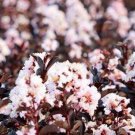 20 Blush Cape Myrtle Seeds Tree Flower Perennial Flowers Seed Fresh Seeds Fast Shipping