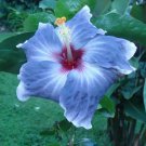 20 Blue Silver Hibiscus Seeds Flowers Flower Seed Perennial Bloom Fresh Seeds Fast Shipping