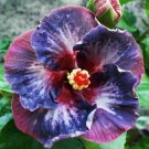 20 Blue Pink Purple Hibiscus Seeds Flowers Flower Seed Perennial Fresh Seeds Fast Shipping