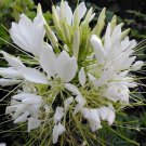 100 White Queen Spider Seeds Clome Spinosa Perennial Flower Fresh Seeds Fast Shipping