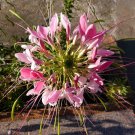100 Taffy Pink Spider Seeds Clome Spinosa Perennial Flower Fresh Seeds Fast Shipping