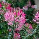 100 Rouge Spider Seeds Clome Spinosa Perennial Flower Fresh Seeds Fast Shipping