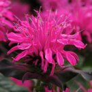 100 Rose Bee Balm Seeds Flowers Seed Bloom Hummingbird Flower Seeds Fresh Seeds Fast Shipping