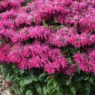 100 Razzleberry Bee Balm Seeds Flowers Seed Bloom Hummingbird Flower Seeds Fresh Seeds Fast Shipping