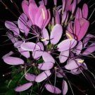 100 Purple Queen Spider Seeds Clome Spinosa Perennial Fresh Seeds Fast Shipping
