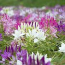 100 Purple Pink White Spider Seeds Clome Spinosa Perennial Fresh Seeds Fast Shipping