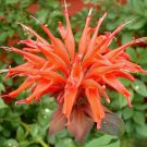 100 Orange Bee Balm Seeds Flowers Seed Bloom Hummingbird Flower Seeds Fresh Seeds Fast Shipping