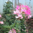 100 Light Pink Spider Seeds Clome Spinosa Perennial Seed Fresh Seeds Fast Shipping