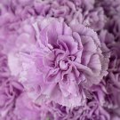100 Lavender Carnation Seeds Dianthus Flowers Seed Flower Perennial 2 Fresh Seeds Fast Shipping