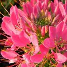 100 Flamingo Spider Seeds Clome Spinosa Perennial Fresh Seeds Fast Shipping