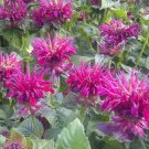 100 Fireball Bee Balm Seeds Flowers Seed Bloom Hummingbird Flower Seeds Fresh Seeds Fast Shipping