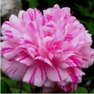 100 Double Light Pink White Moss Rose Seeds Perennial Flowers Seed Fresh Seeds Fast Shipping