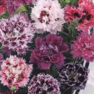 100 DBL Pink Purple Mix Carnation Seeds Dianthus Flowers Seed Perennial Fresh Seeds Fast Shipping