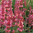 100 Coral Hyssop Seeds Agastache Perennial Flower Seed Flowers Fresh Seeds Fast Shipping