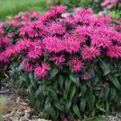 100 Berry Bee Balm Seeds Flowers Seed Bloom Hummingbird Flower Seeds Fresh Seeds Fast Shipping